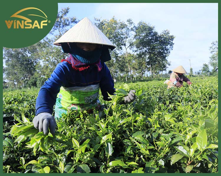 Công Ty TNHH Chè Bắc Thái Nam